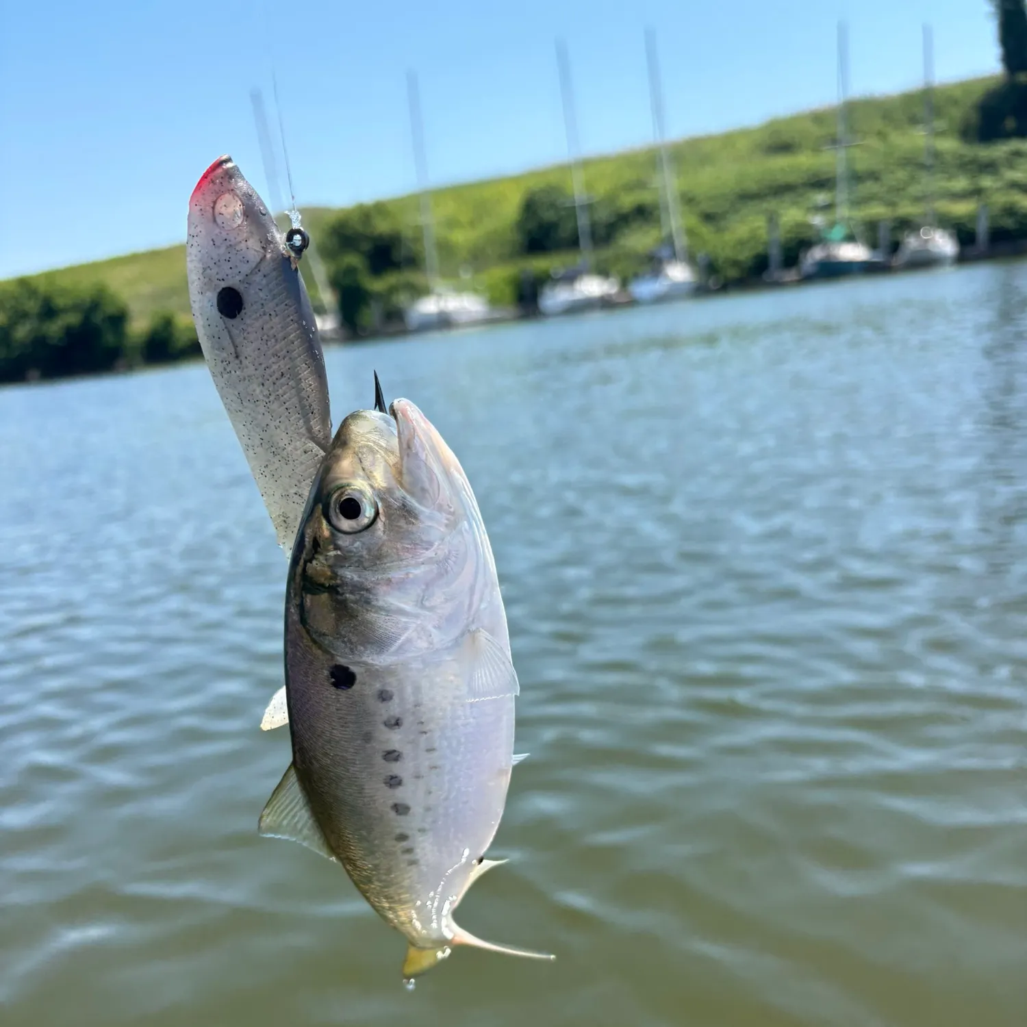 The most recent Atlantic menhaden catches on Fishbrain