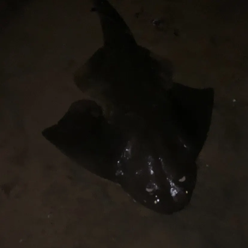 The most recent Thornback ray catches on Fishbrain