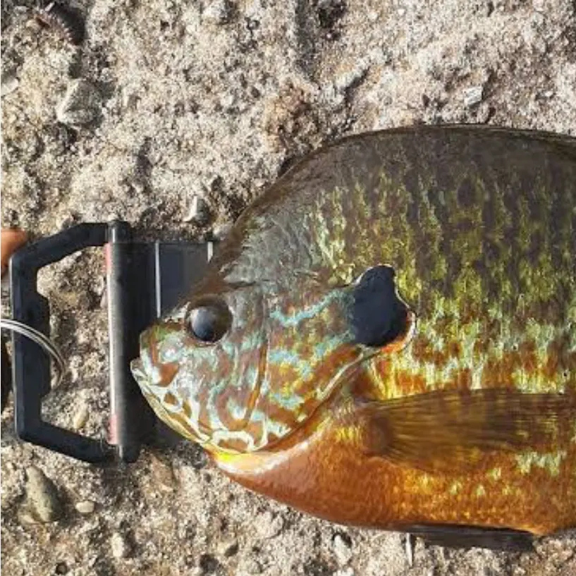 The most recent Pumpkingill hybrid catches on Fishbrain