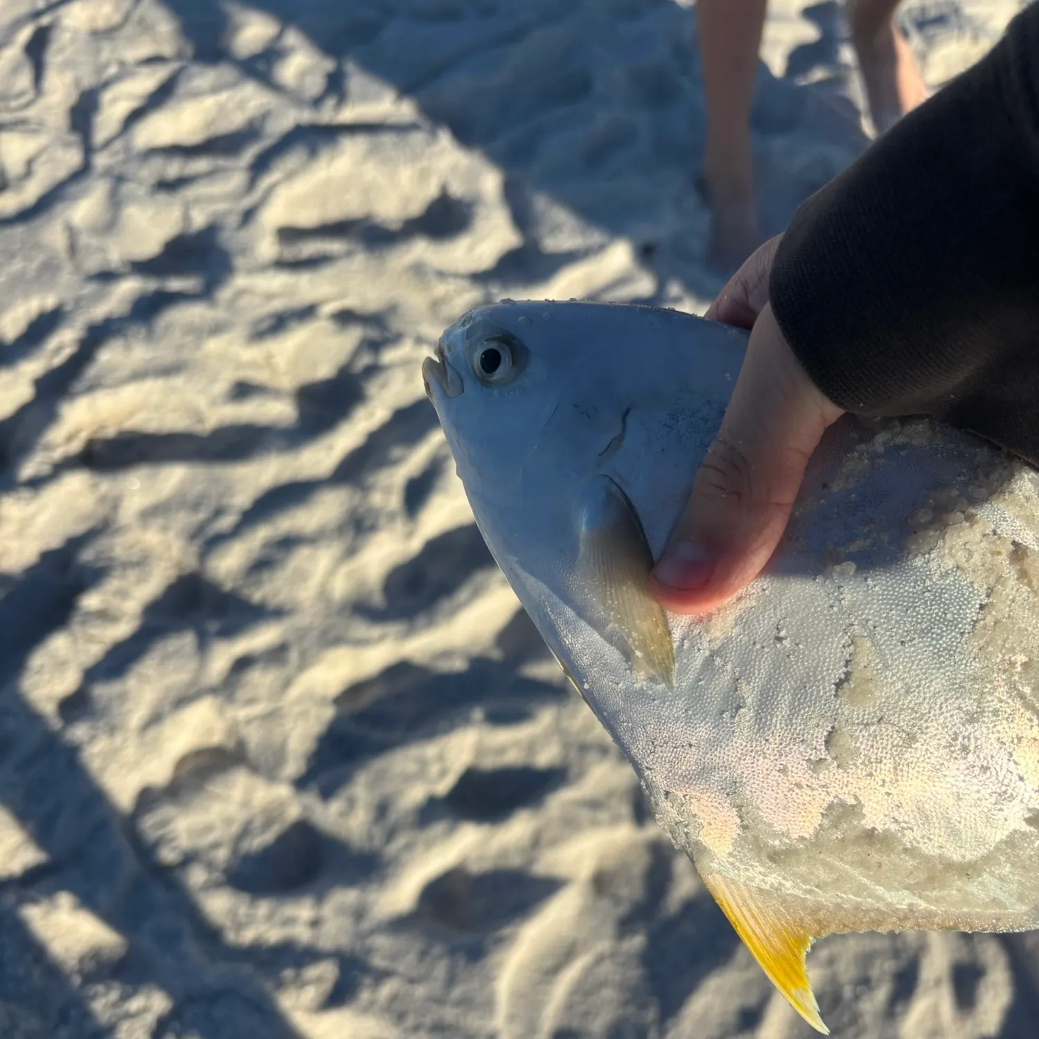 Florida pompano caught on Fishbrain