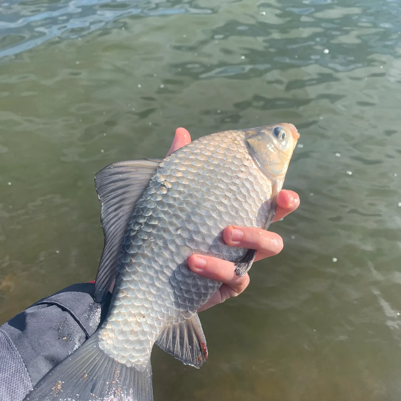 The most recent Crucian carp catches on Fishbrain