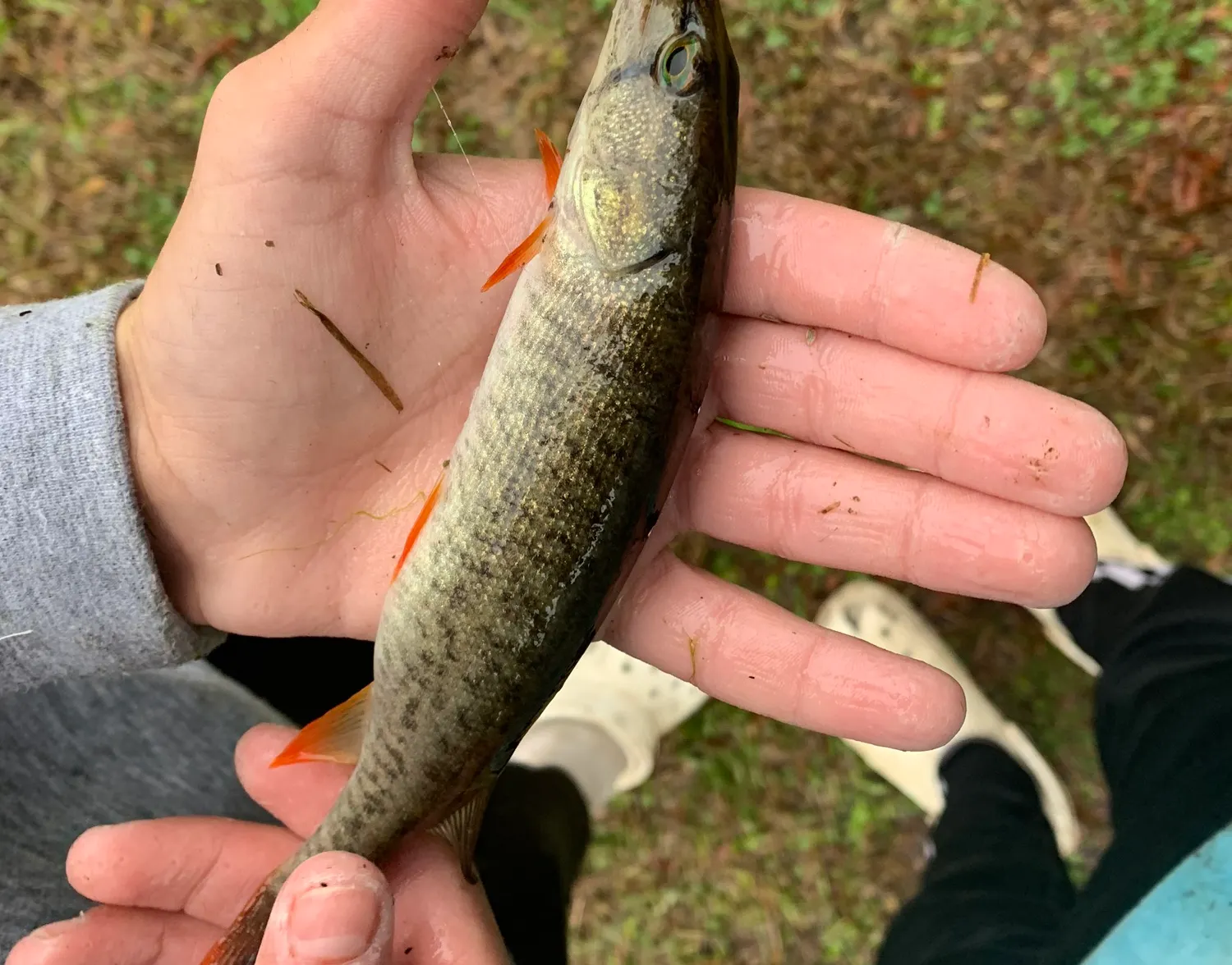 Redfin pickerel