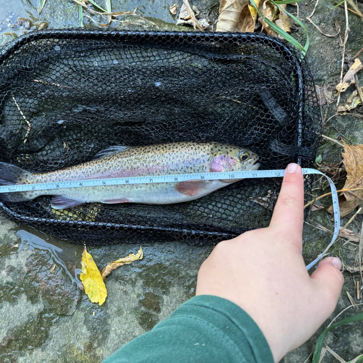 Rainbow trout caught on Fishbrain