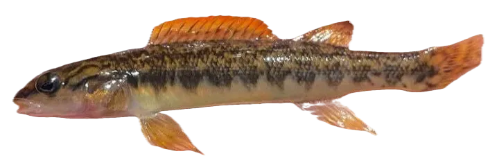 Bronze darter