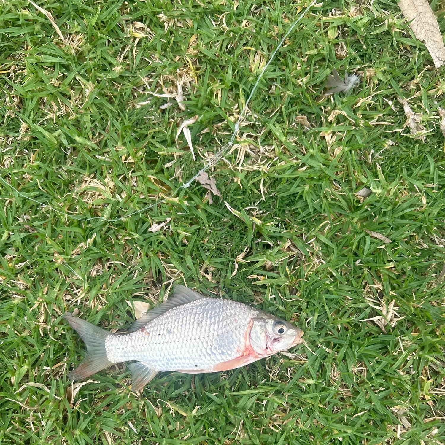 Common carp caught on Fishbrain