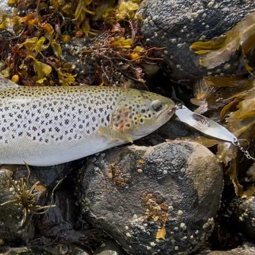 Sea trout caught on Fishbrain