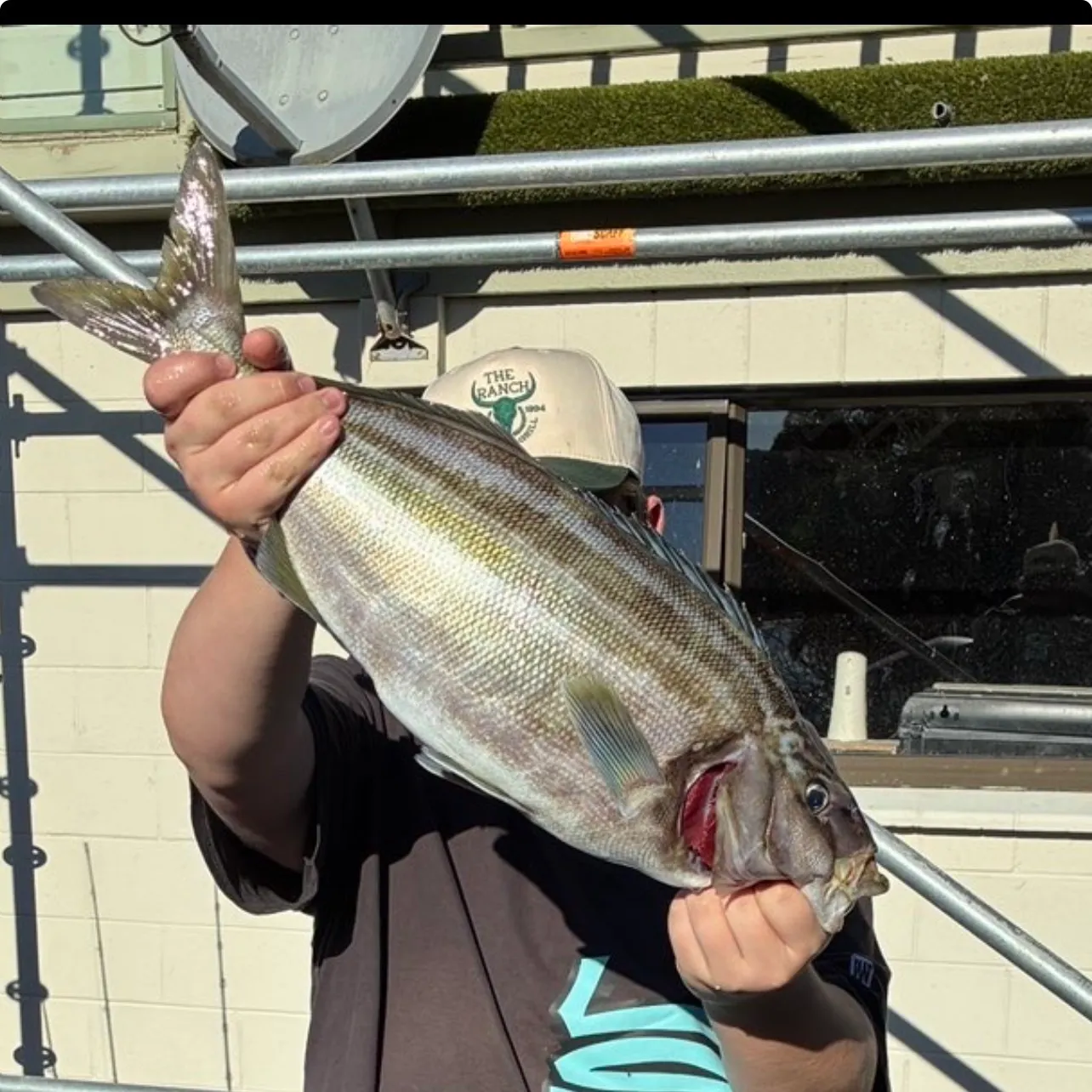 The most recent Striped trumpeter catches on Fishbrain