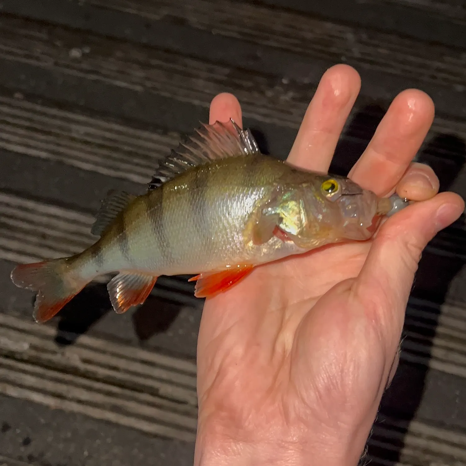 European perch caught on Fishbrain