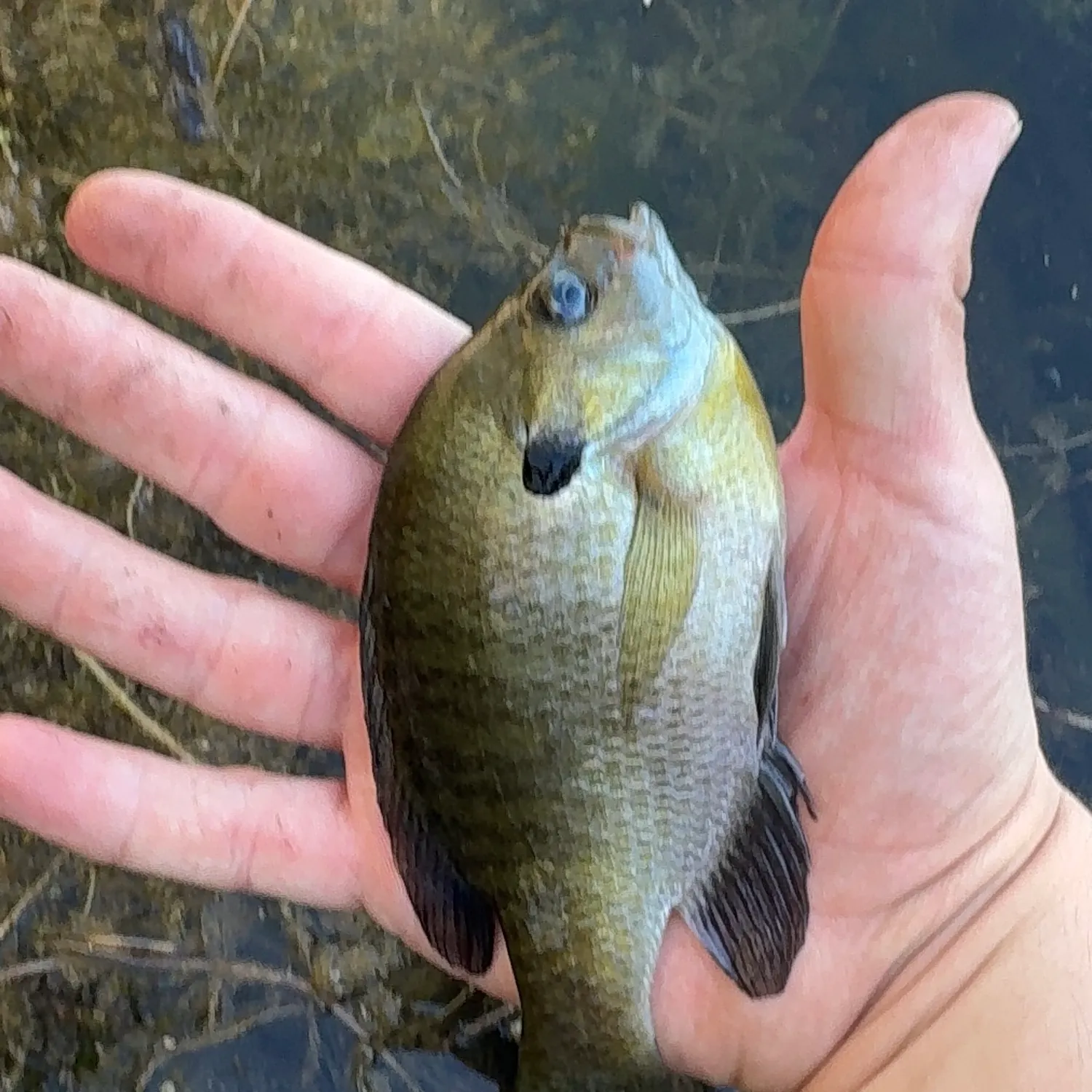 Bluegill caught on Fishbrain