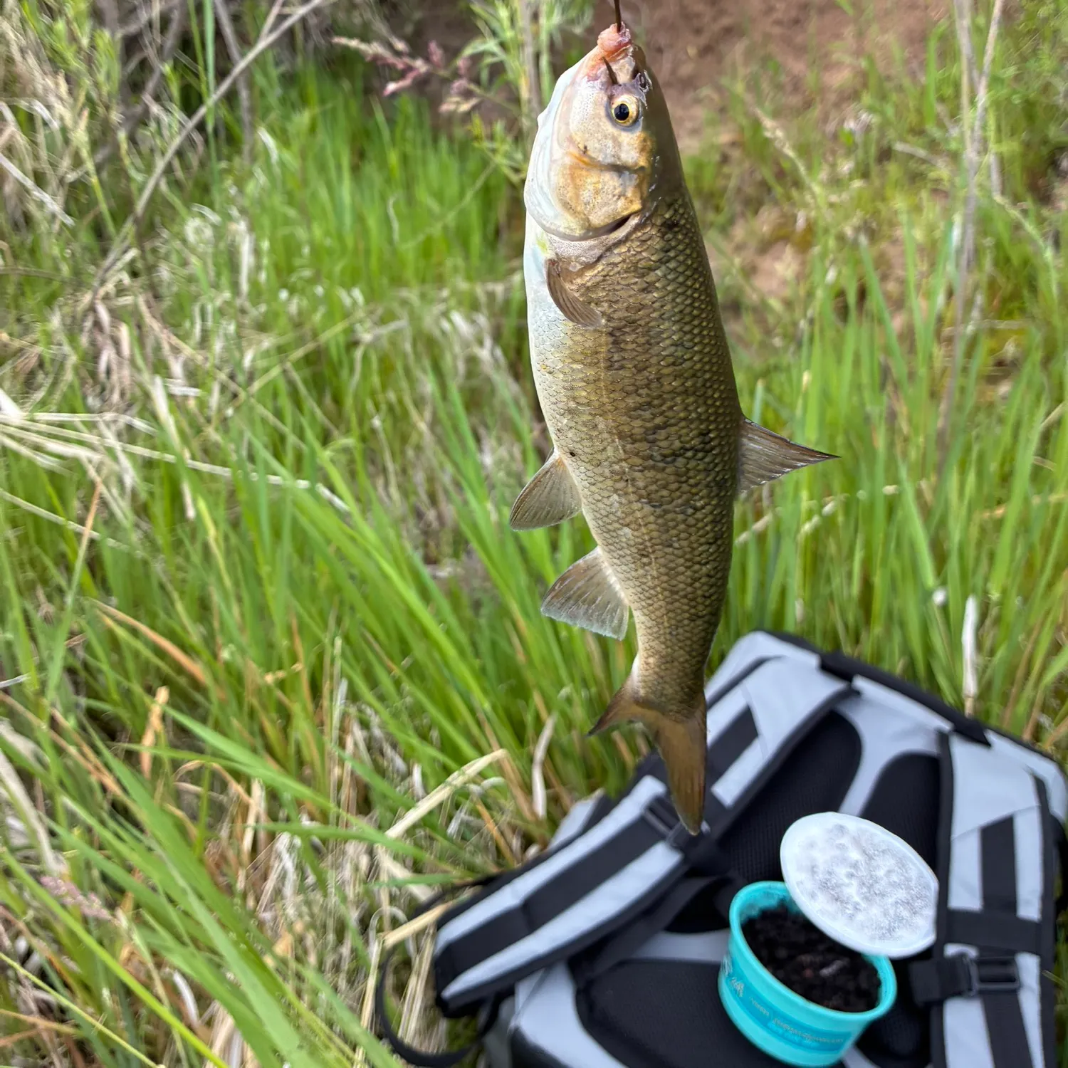 The most recent Arroyo chub catches on Fishbrain