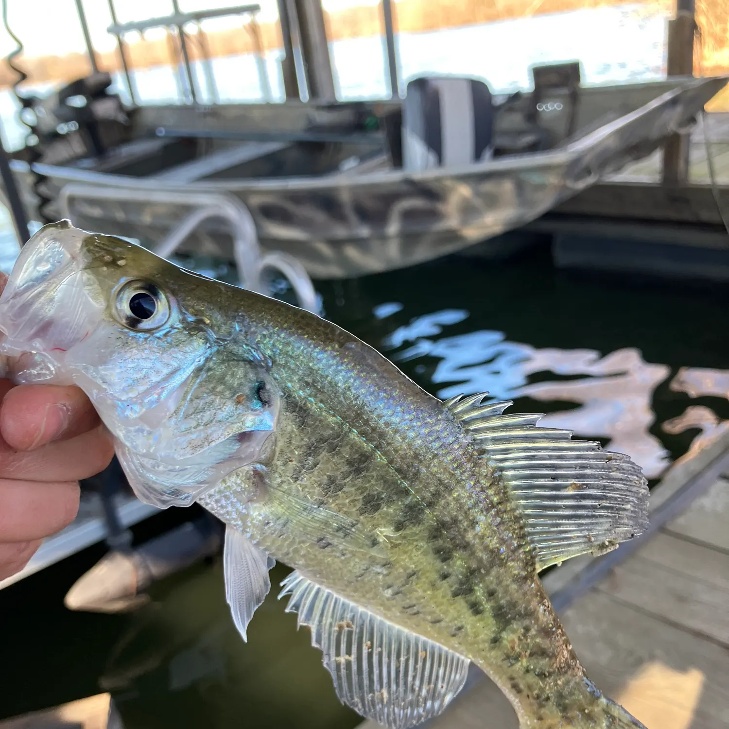 The most recent White crappie catches on Fishbrain
