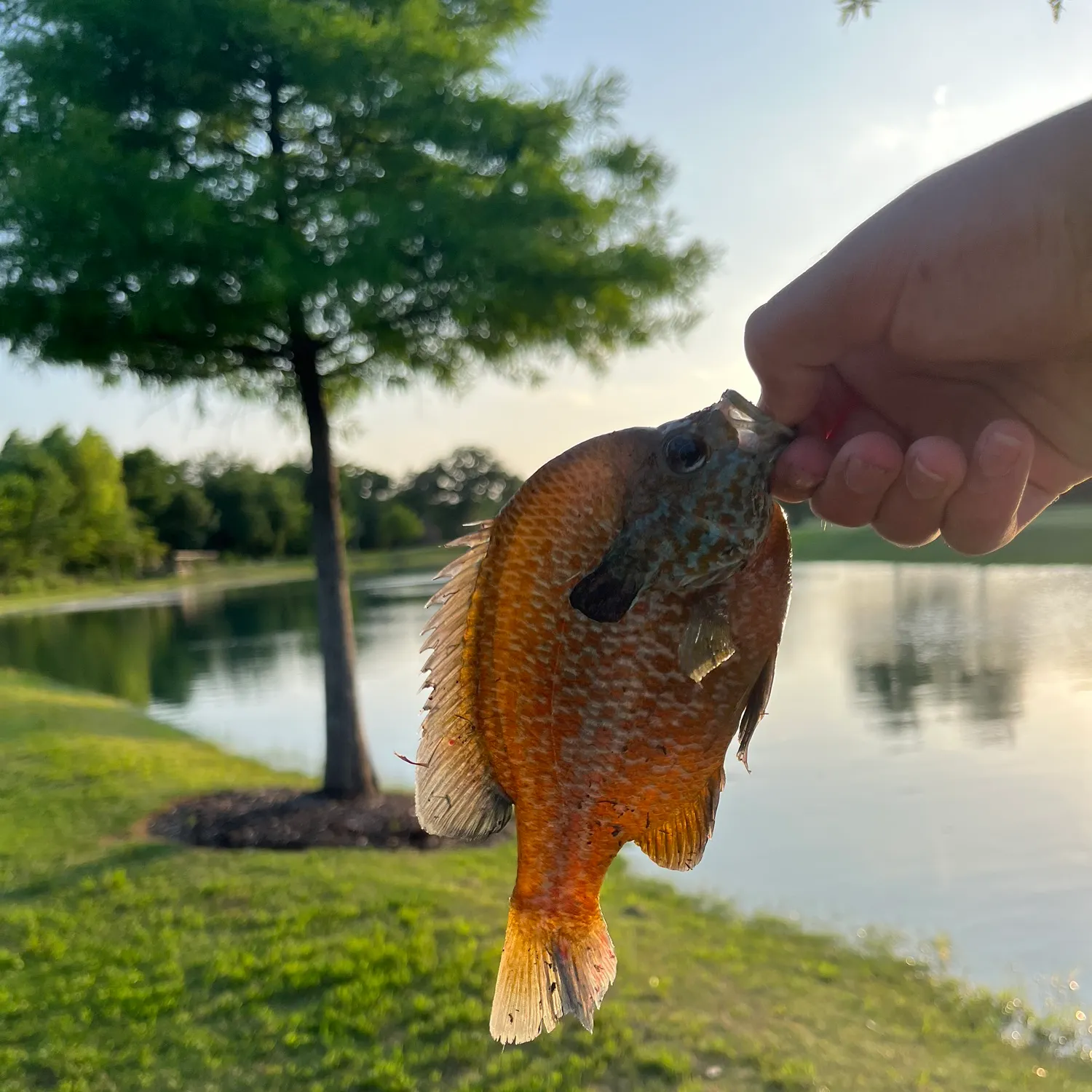 The most recent Bluegill x longear sunfish catches on Fishbrain