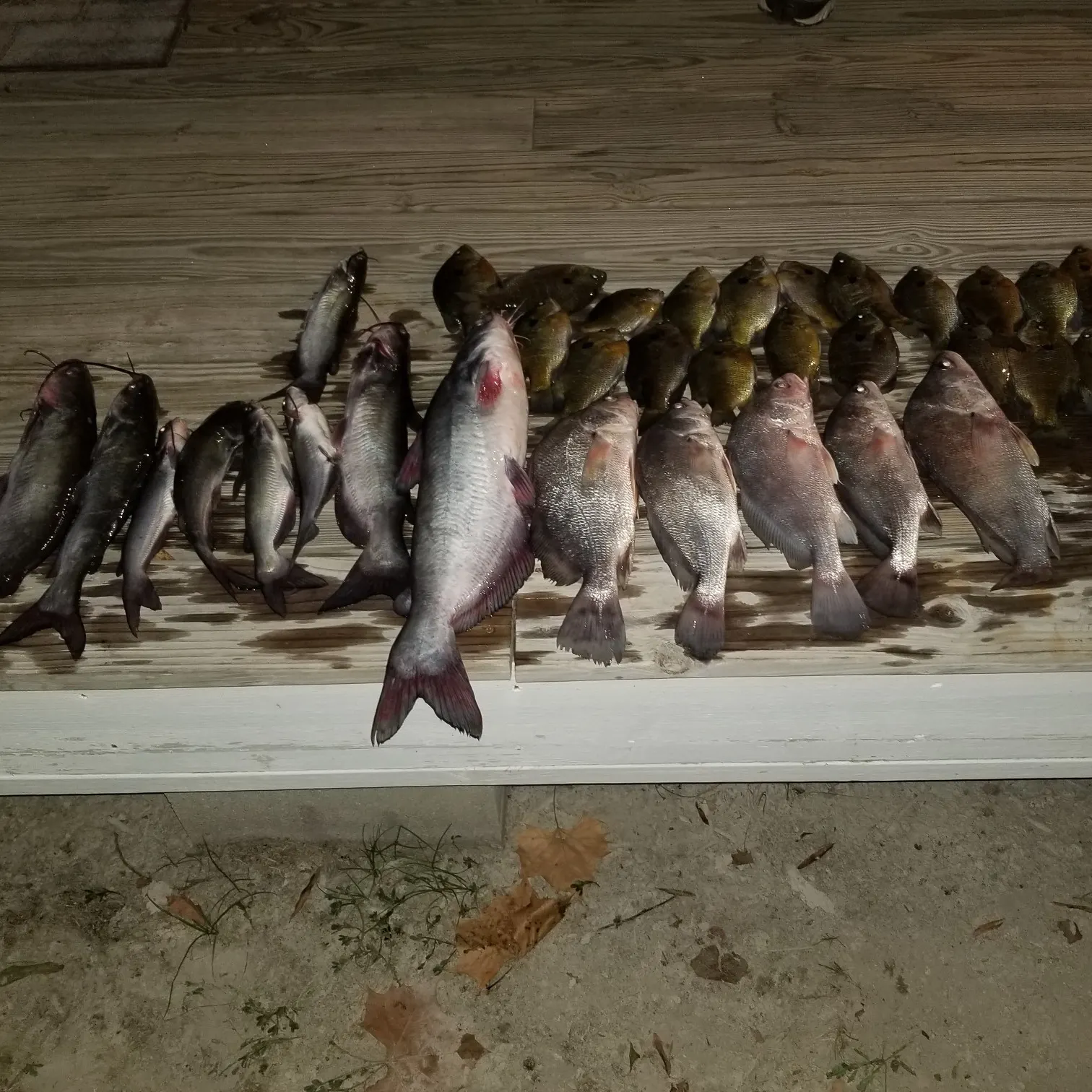 recently logged catches