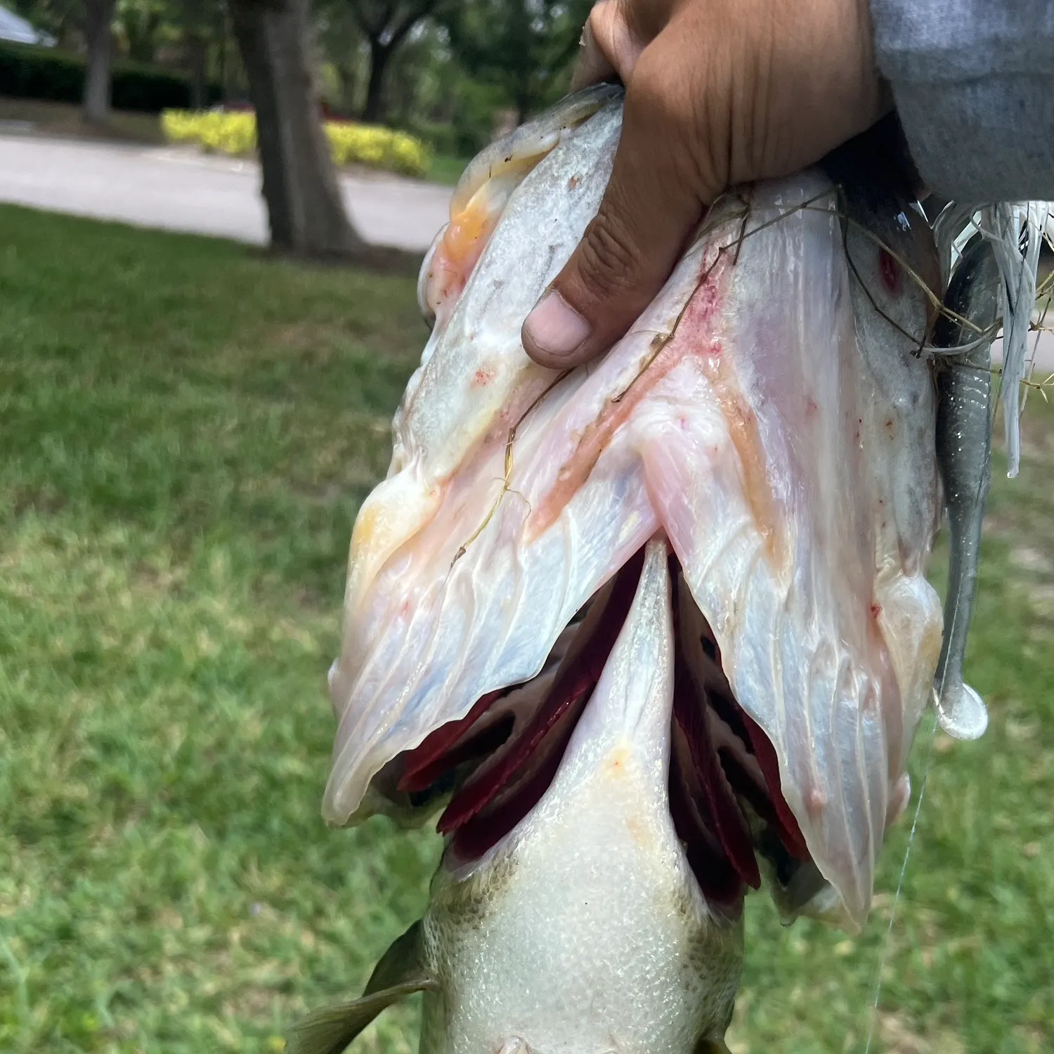 angler catch