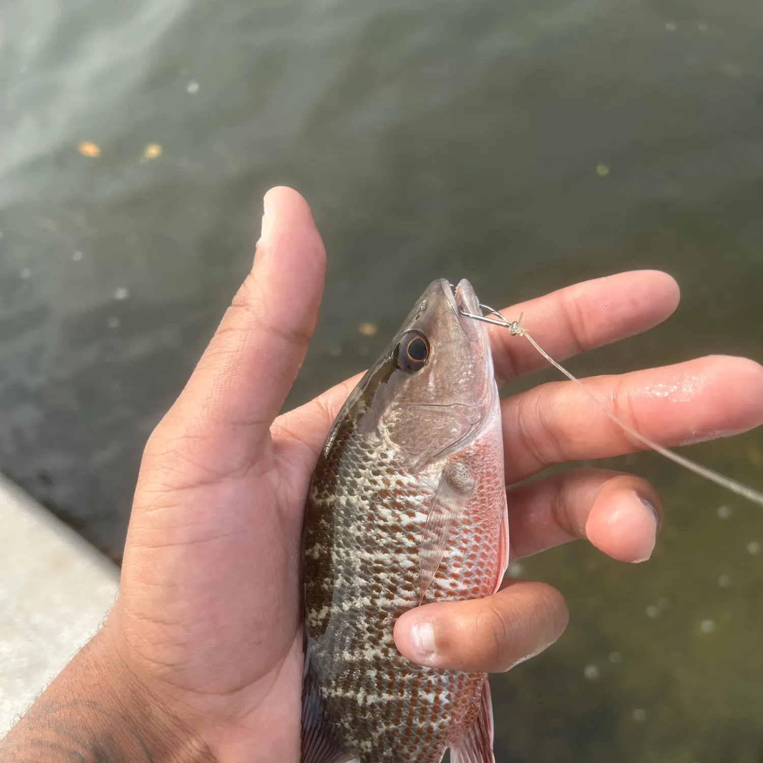 Mangrove snapper caught on Fishbrain
