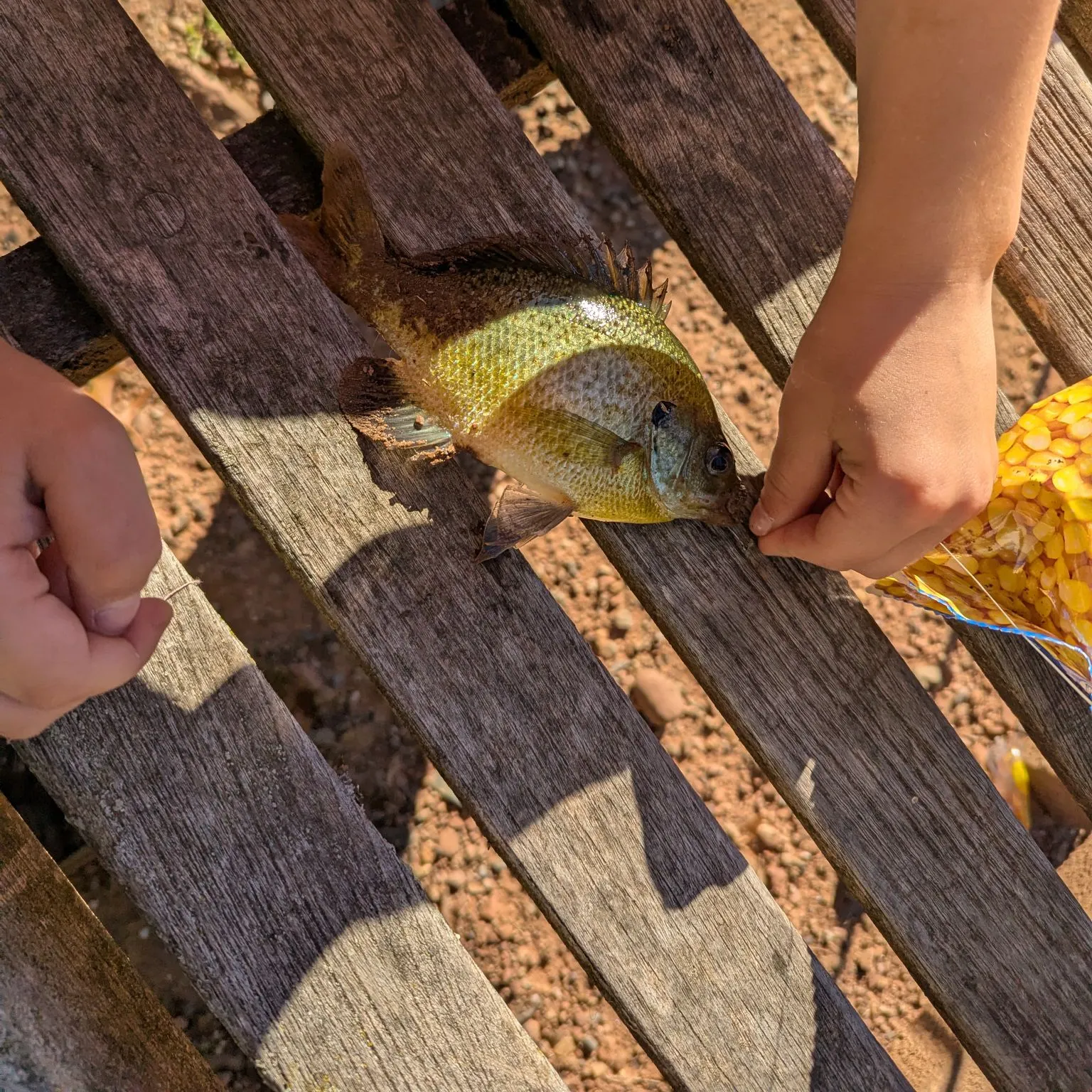Bluegill caught on Fishbrain