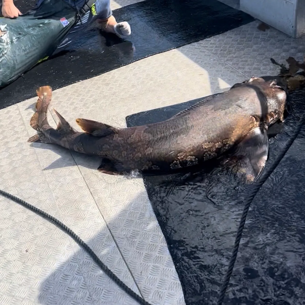 The most recent Tasselled wobbegong catches on Fishbrain