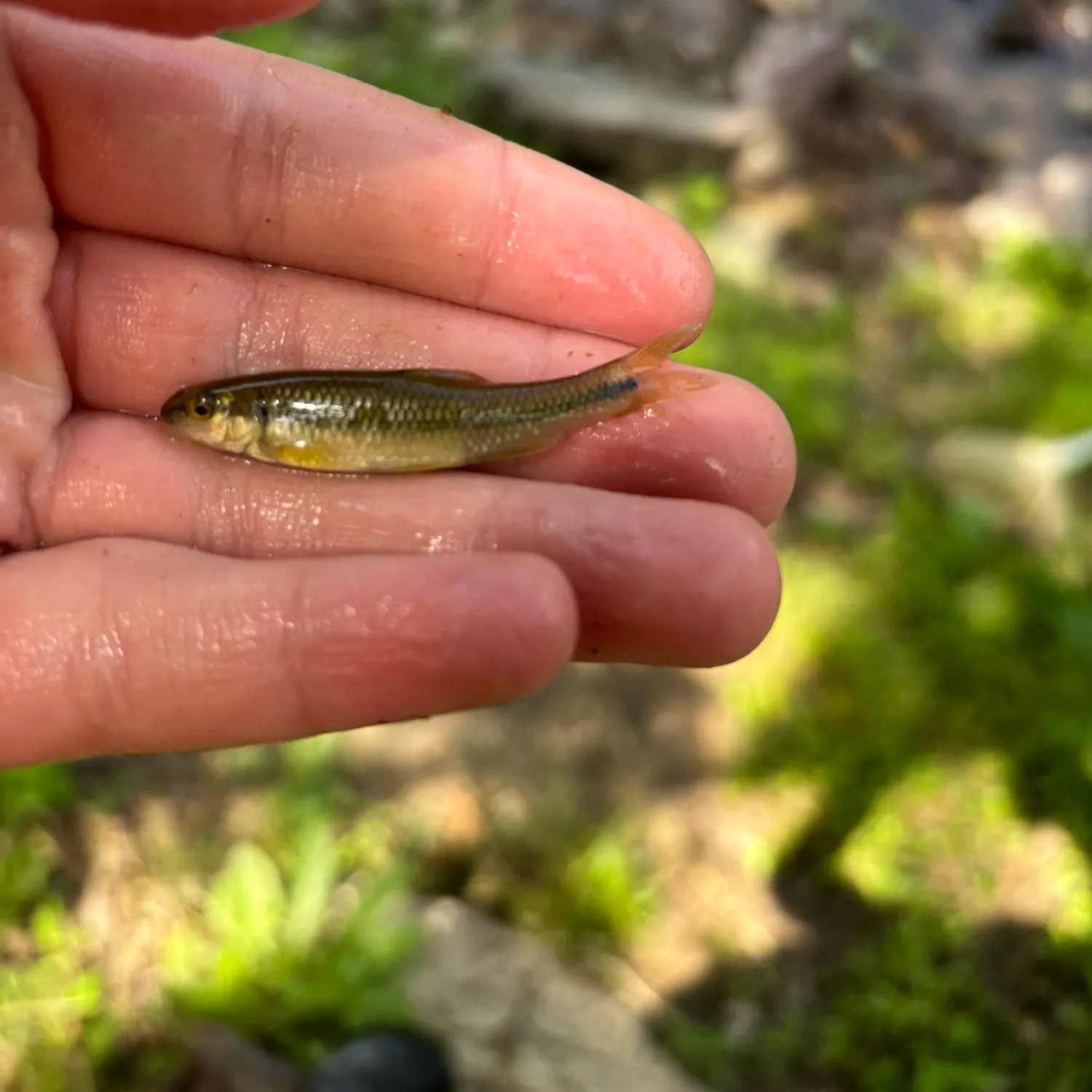 The most recent Bluntnose minnow catches on Fishbrain