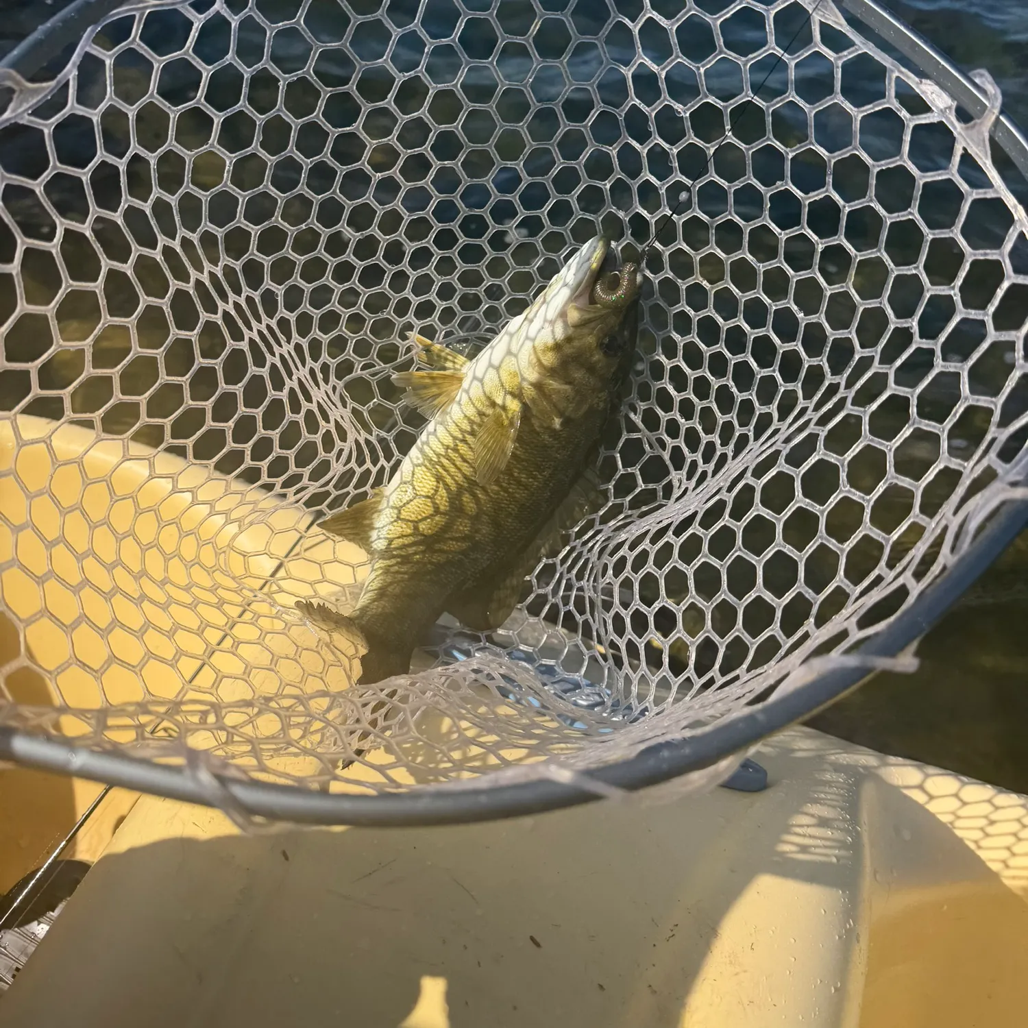 Chain pickerel caught on Fishbrain