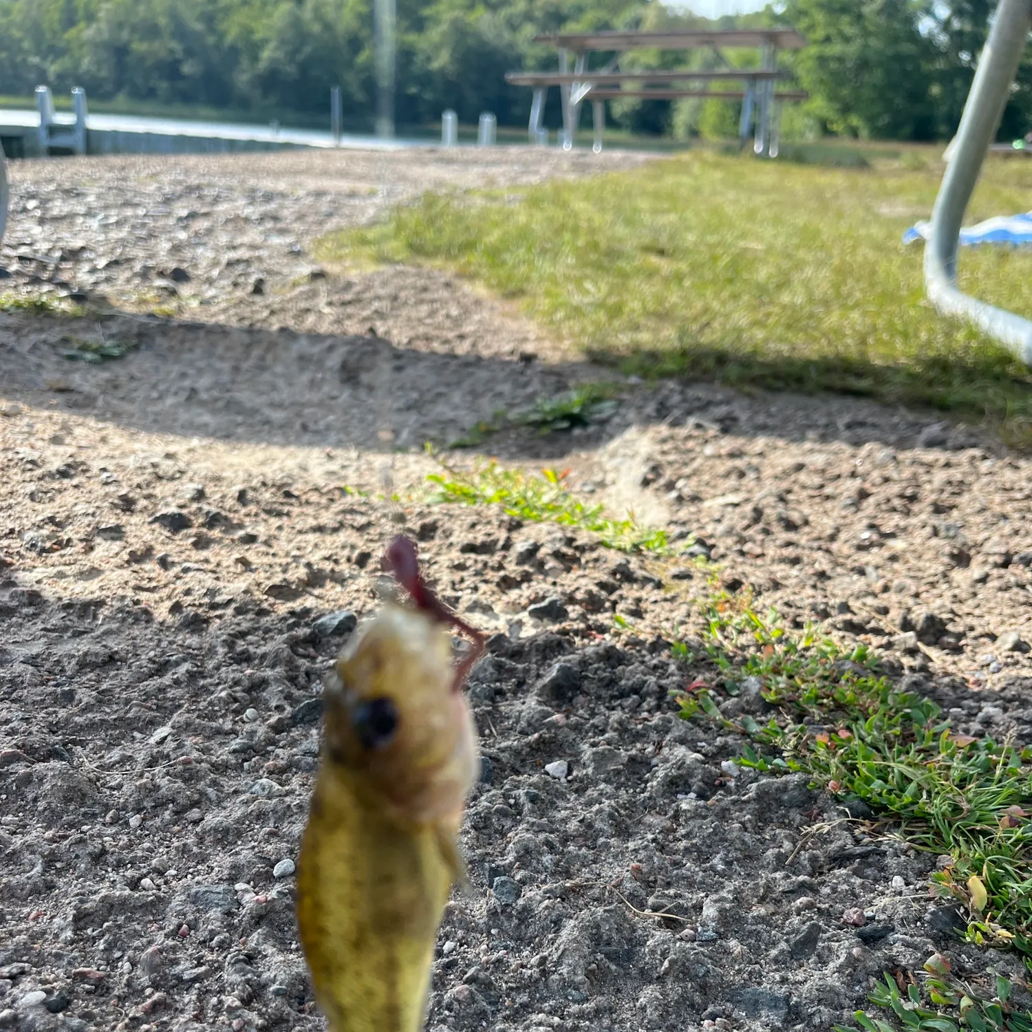 The most recent Eurasian ruffe catches on Fishbrain