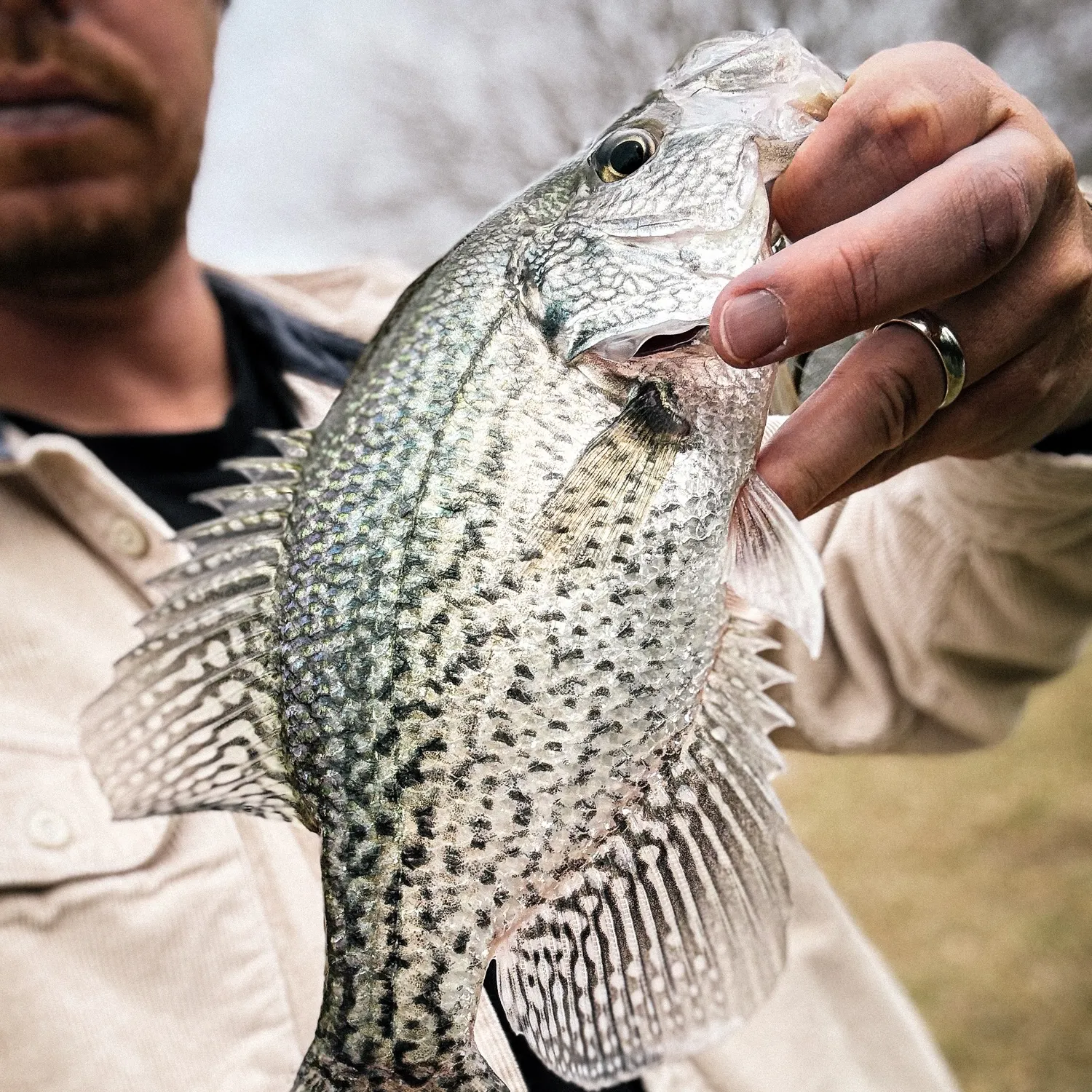 The most recent Black crappie catches on Fishbrain