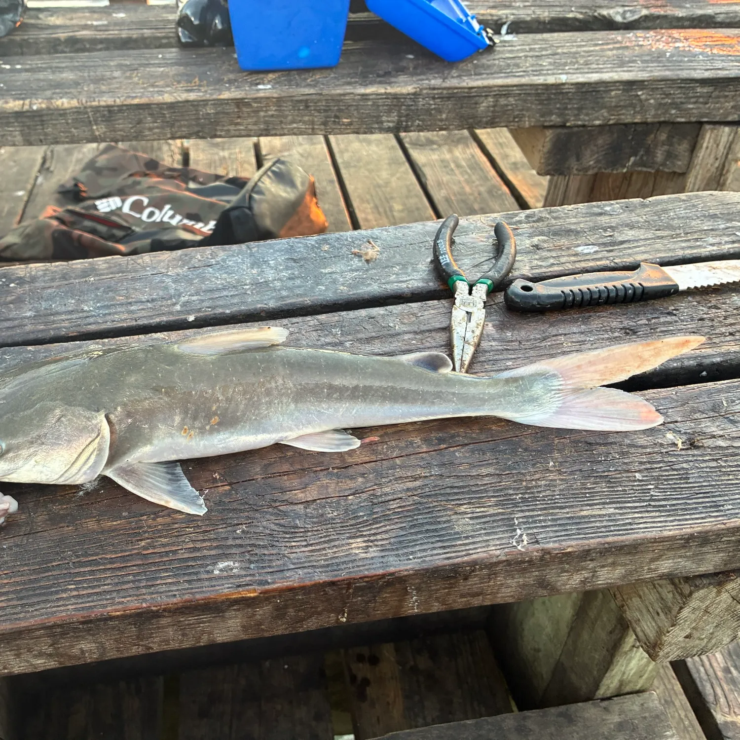 Hardhead sea catfish caught on Fishbrain