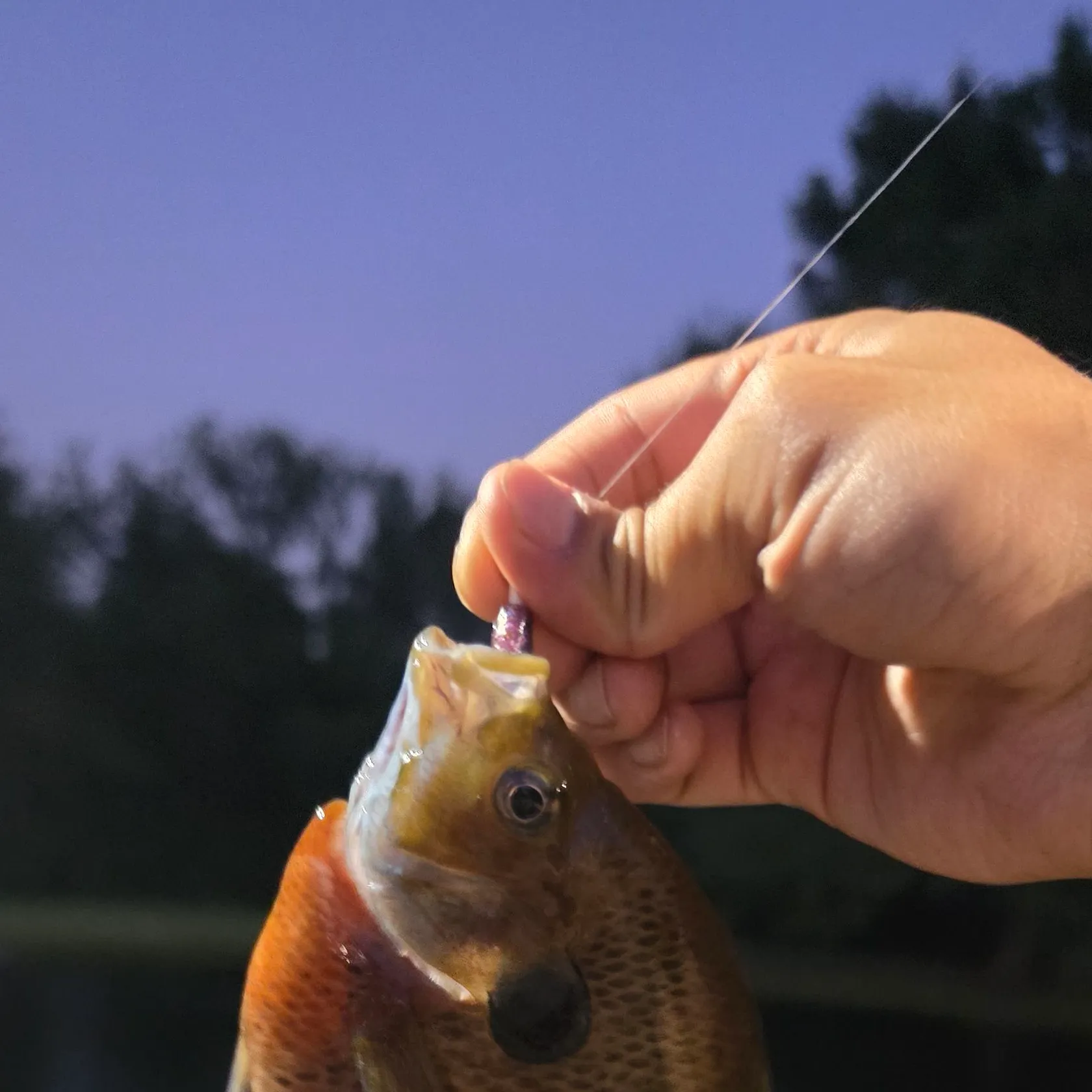 recently logged catches