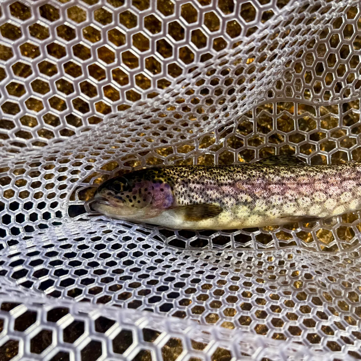 Rainbow trout caught on Fishbrain