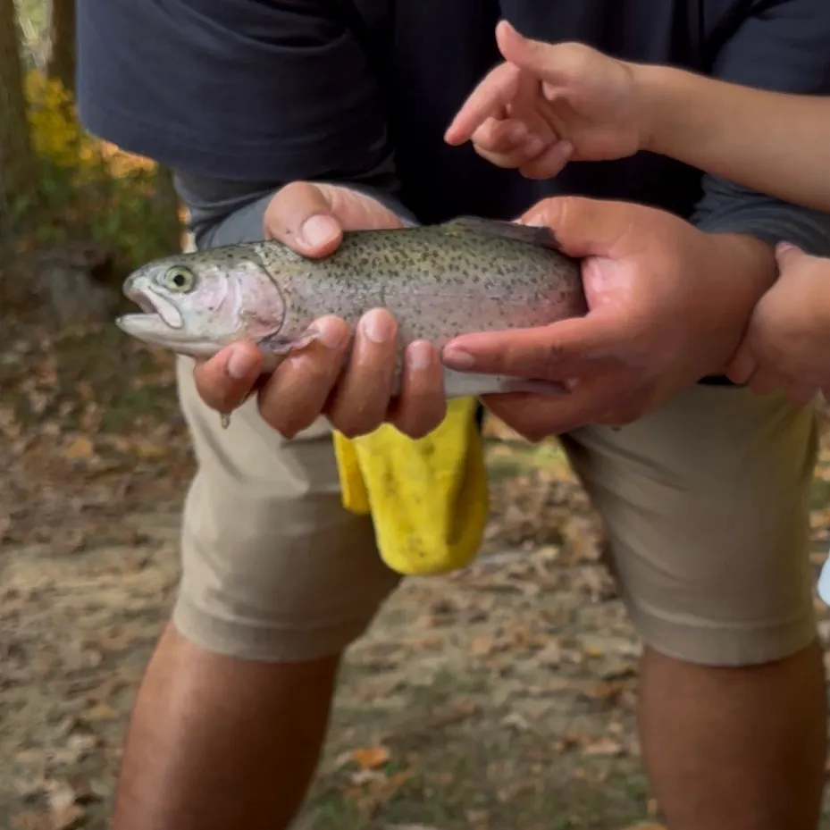Rainbow trout caught on Fishbrain