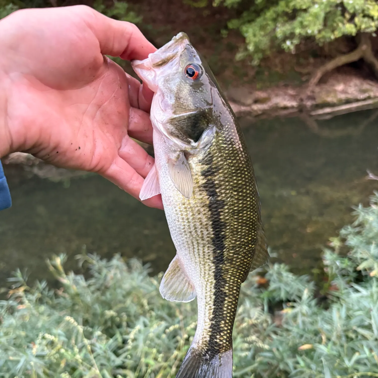 Spotted bass caught on Fishbrain
