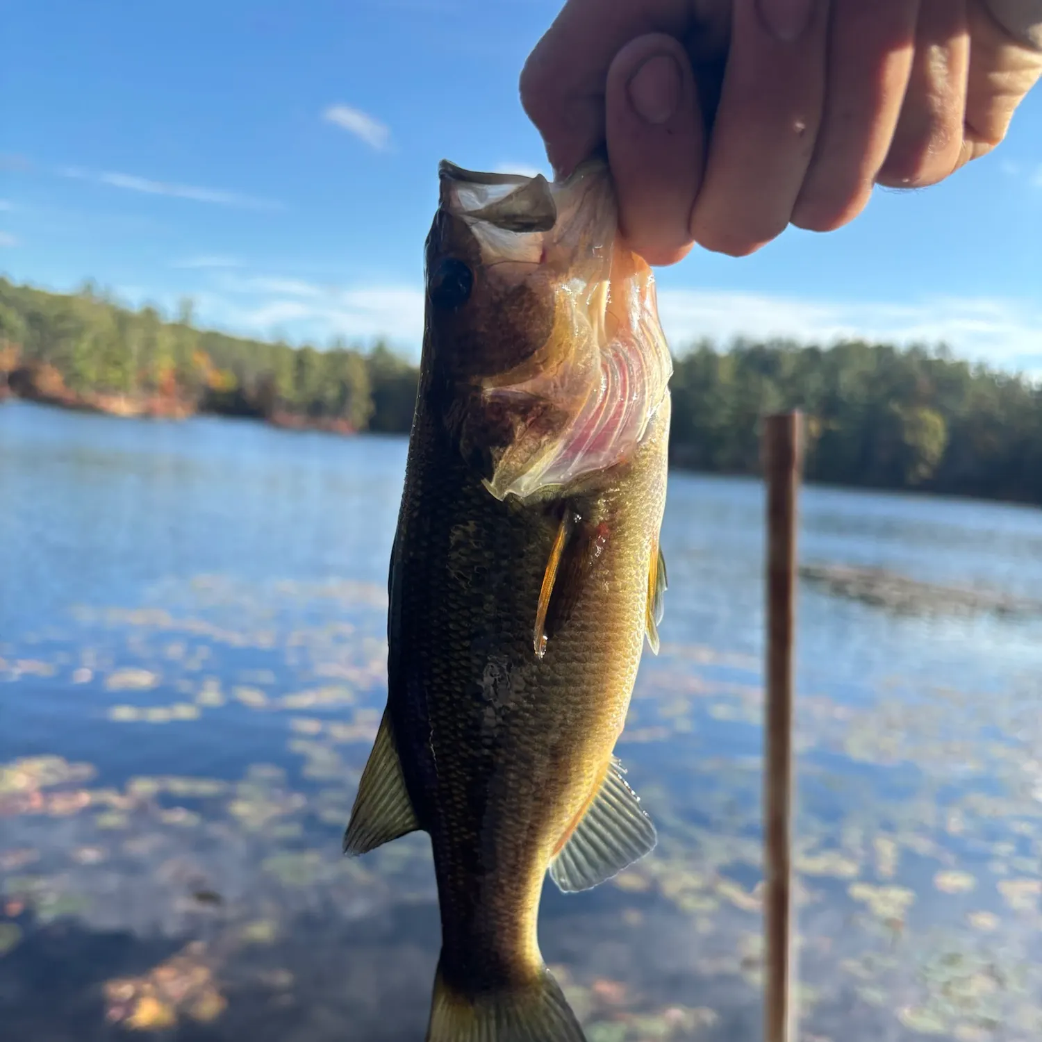 Largemouth bass caught on Fishbrain