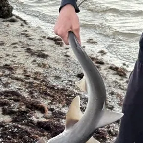 Bonnethead shark caught on Fishbrain