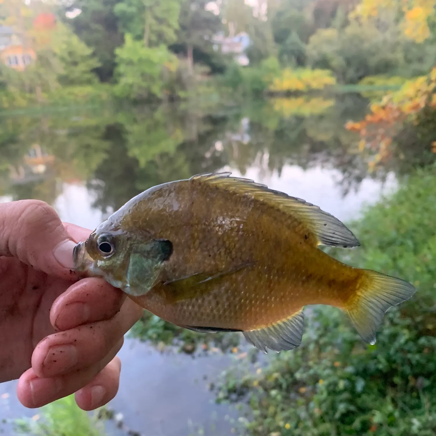 Bluegill caught on Fishbrain