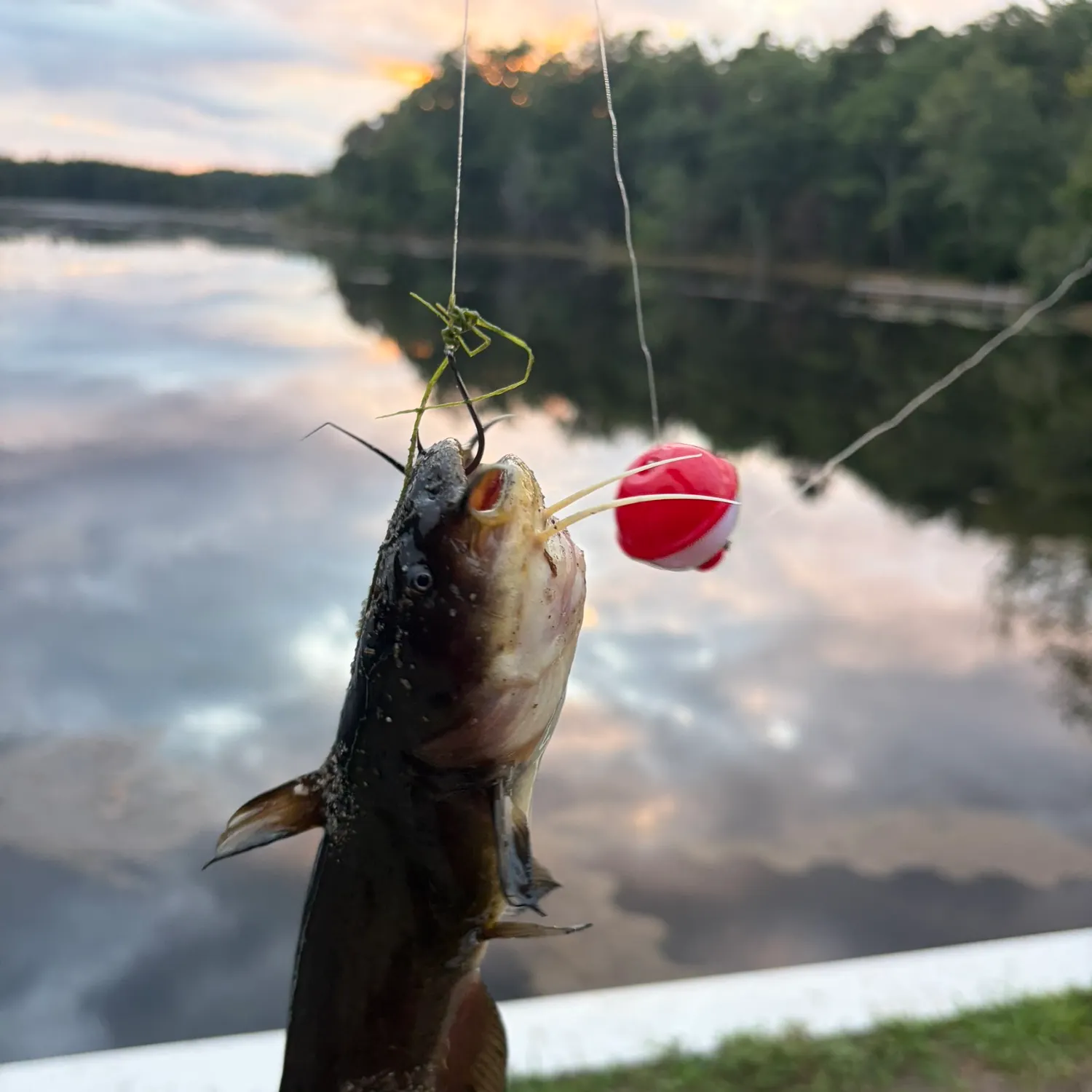 Black bullhead caught on Fishbrain