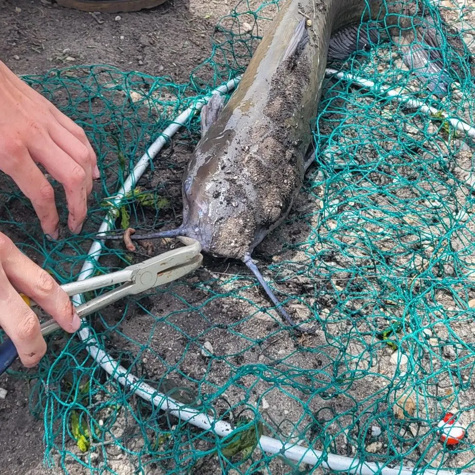 Channel catfish caught on Fishbrain