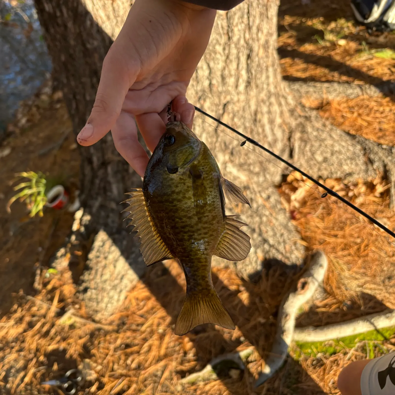Bluegill caught on Fishbrain