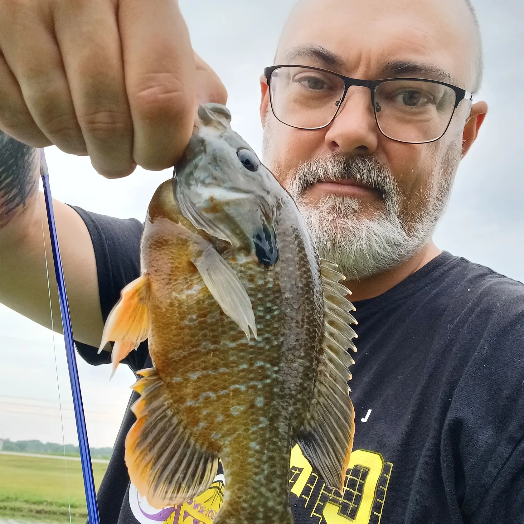 The most recent Pumpkingill hybrid catches on Fishbrain