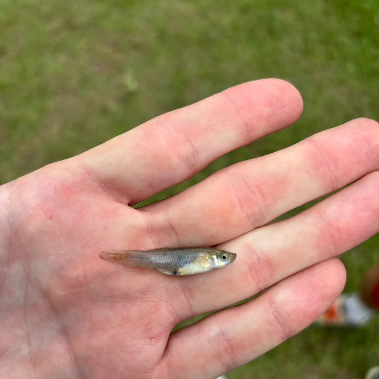 The most recent Western mosquitofish catches on Fishbrain