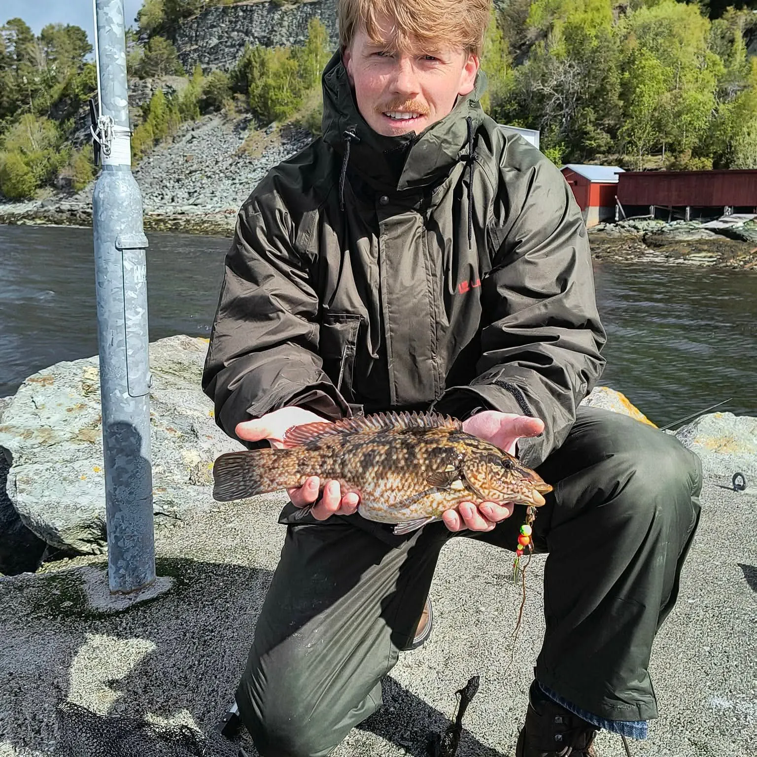 The most recent Corkwing wrasse catches on Fishbrain