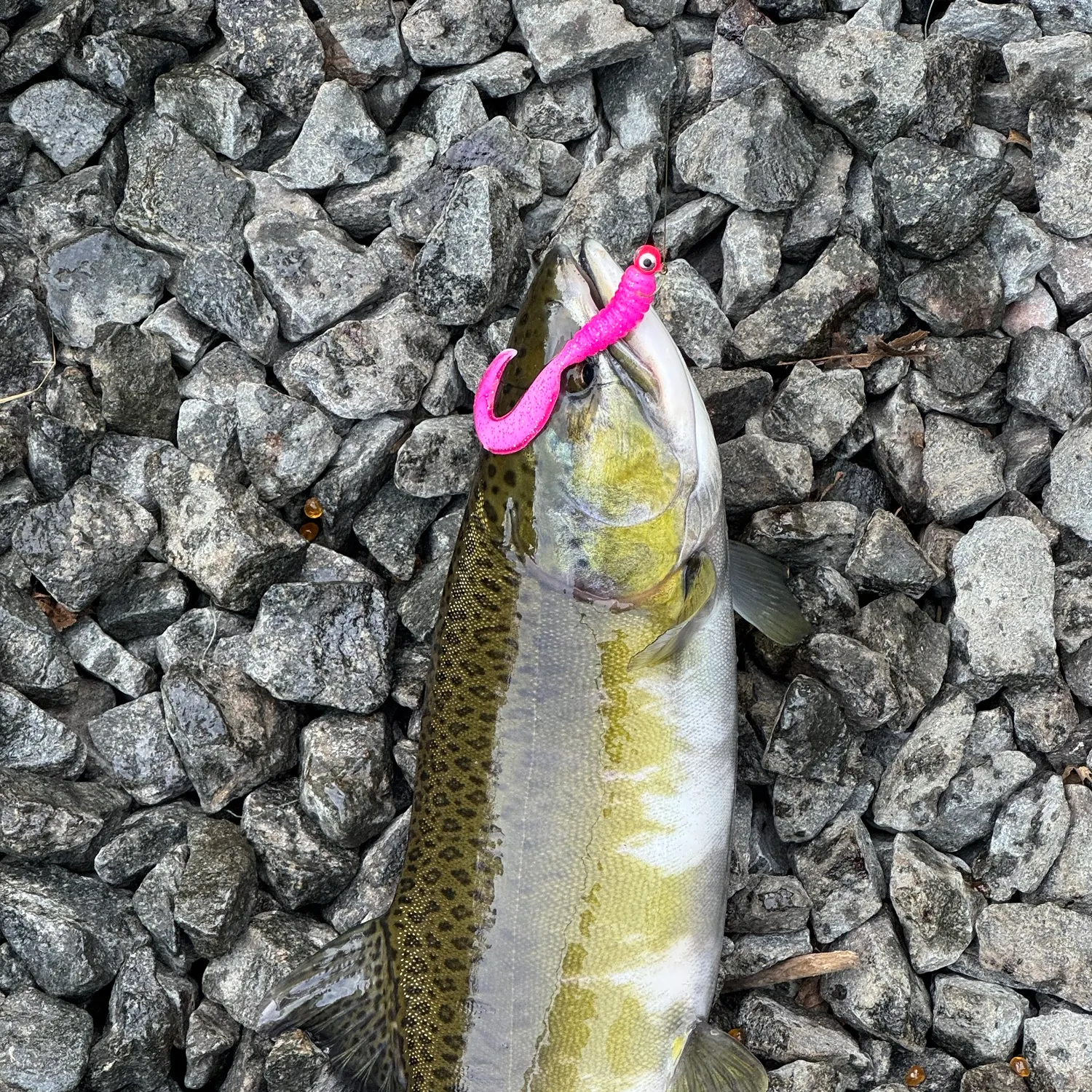 Pink salmon caught on Fishbrain