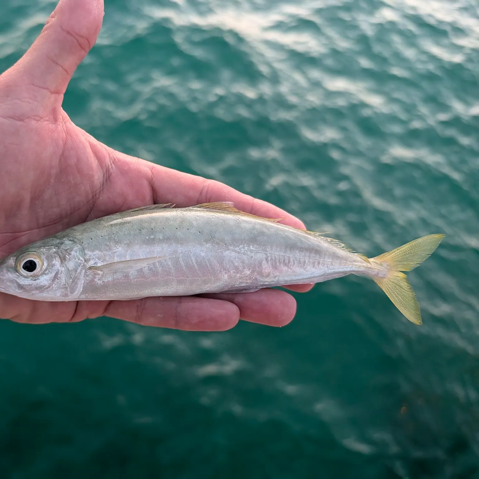 The most recent Round Scad catches on Fishbrain