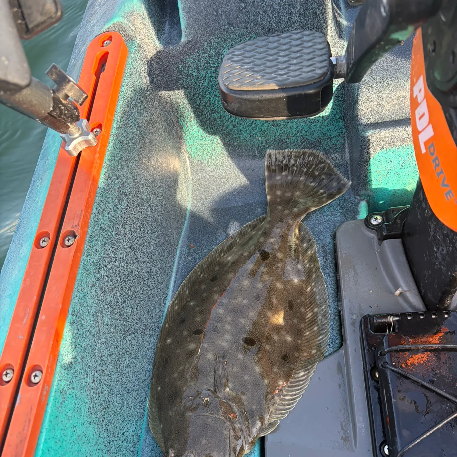 Summer flounder caught on Fishbrain
