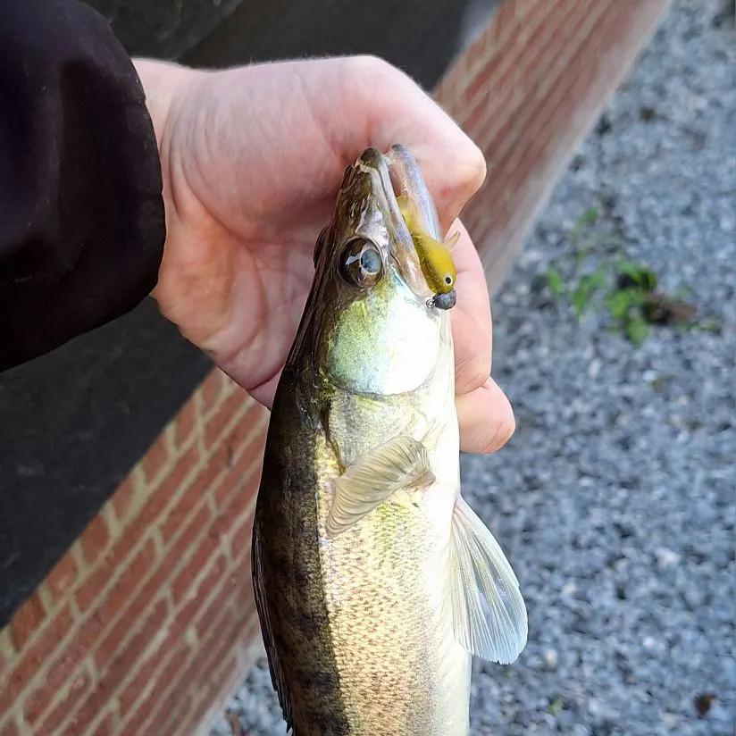 Zander caught on Fishbrain
