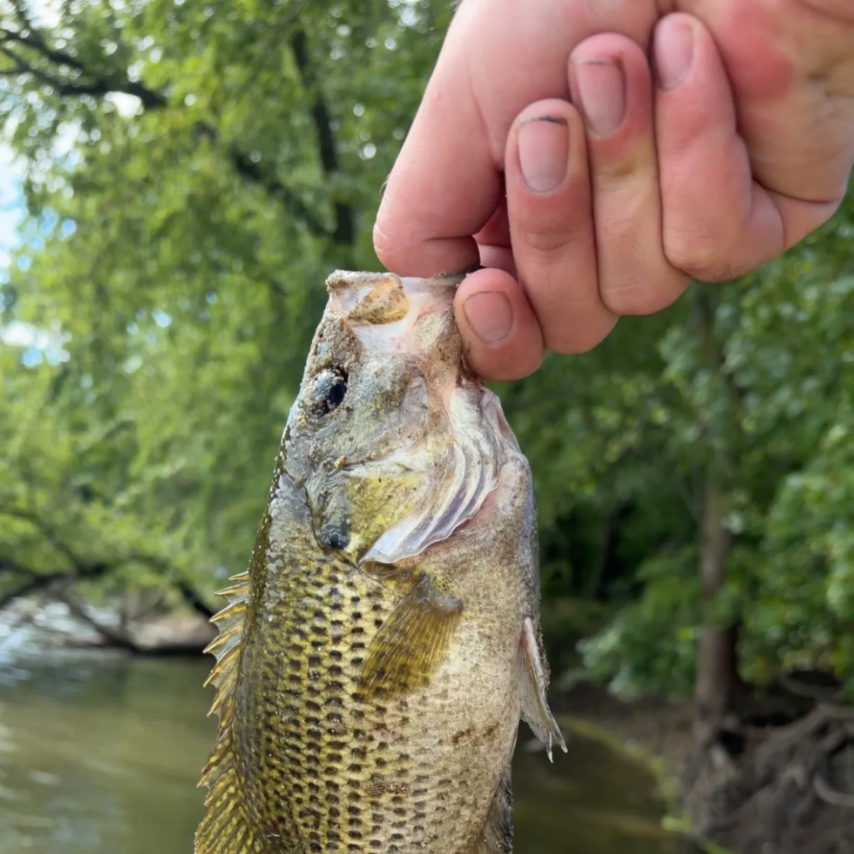 Rock bass caught on Fishbrain