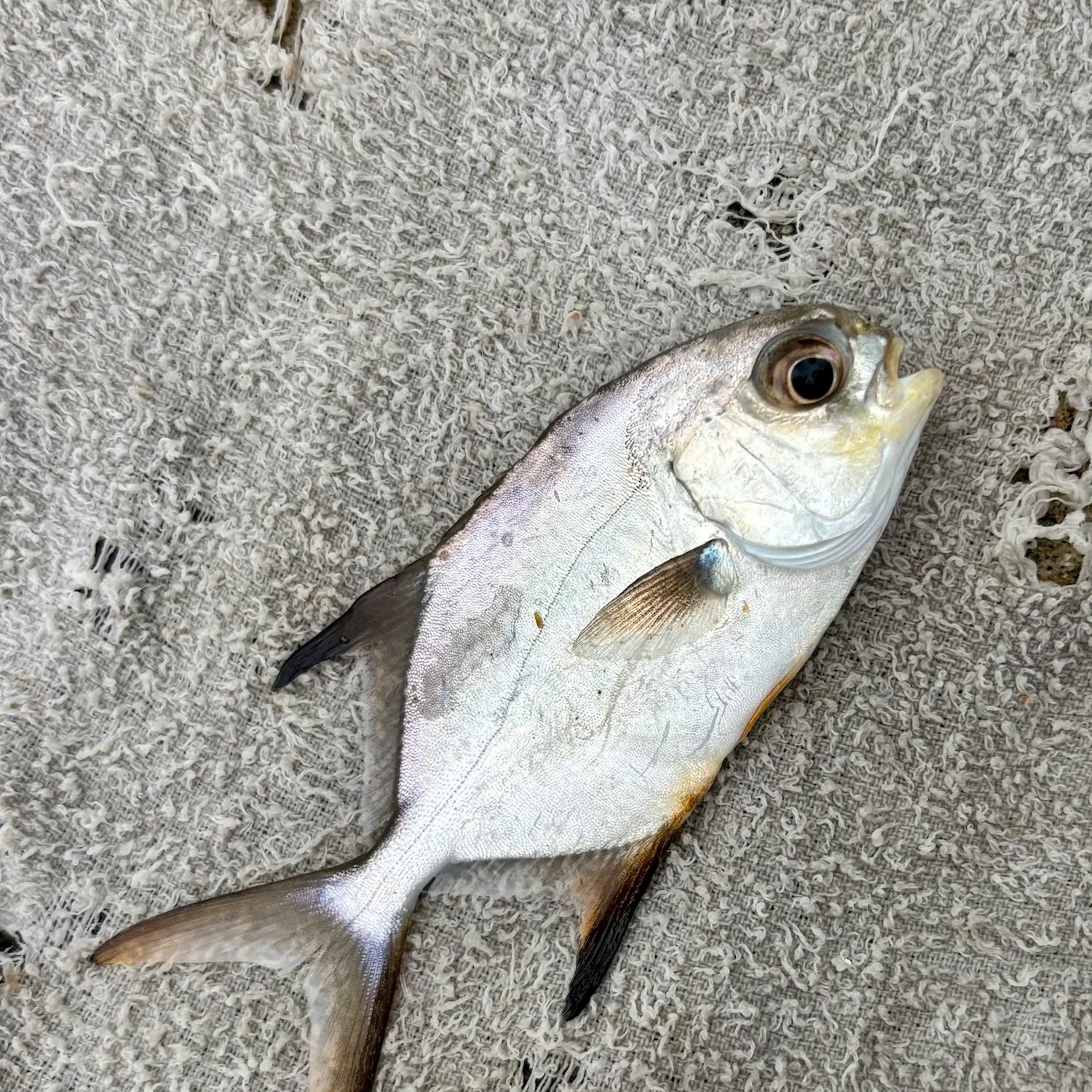 Florida pompano caught on Fishbrain