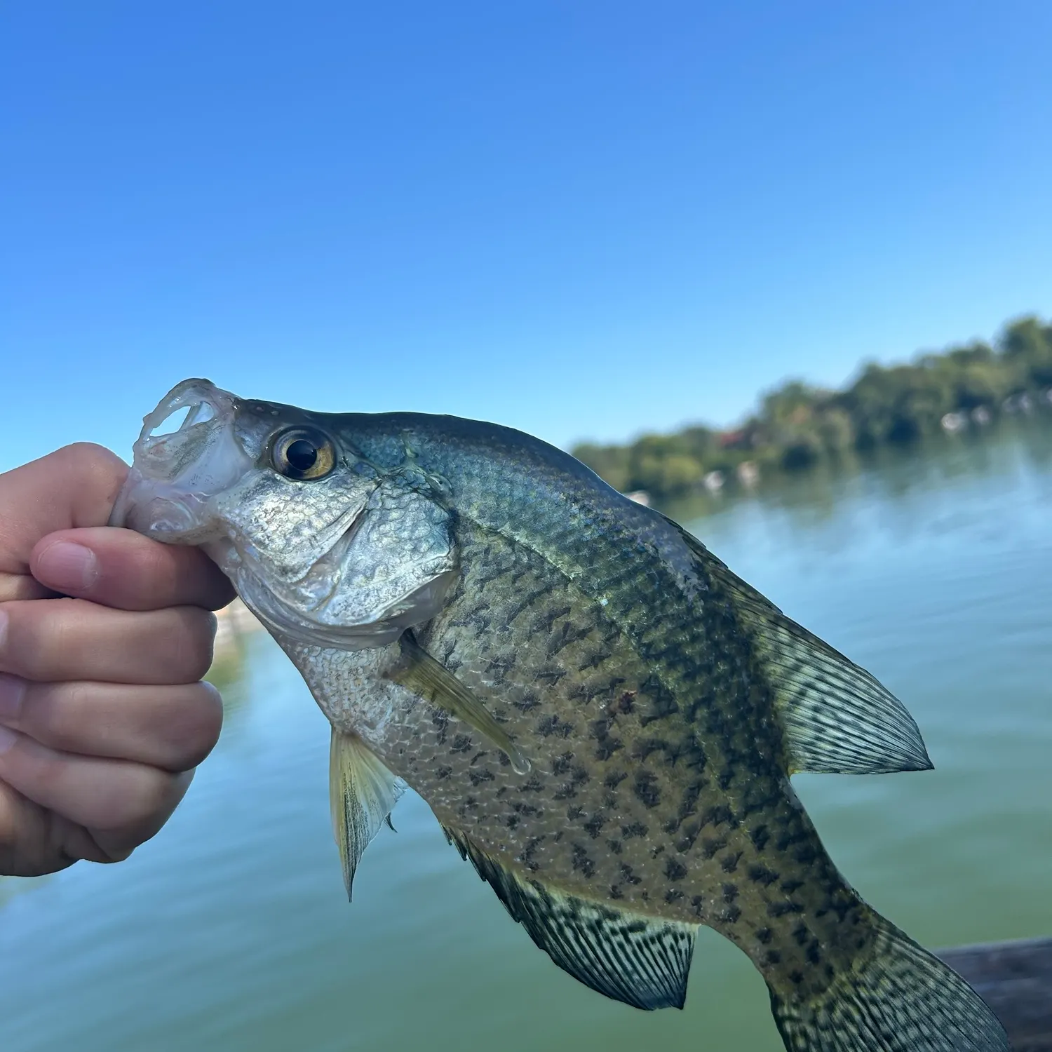 Black crappie caught on Fishbrain