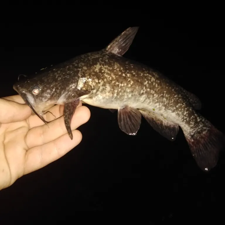 angler catch