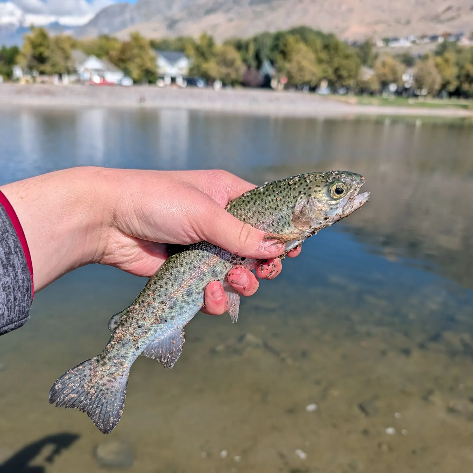 Rainbow trout caught on Fishbrain