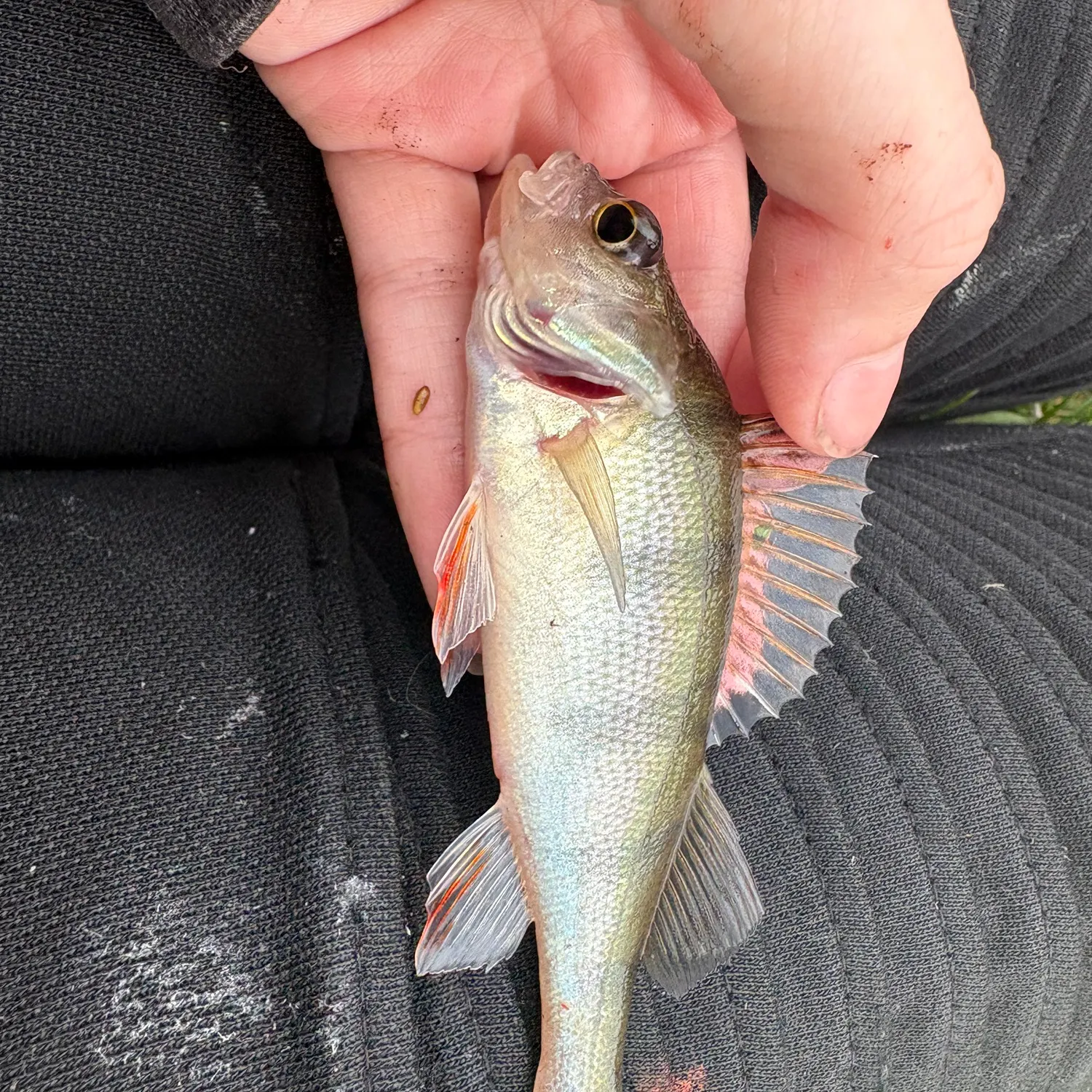 European perch caught on Fishbrain