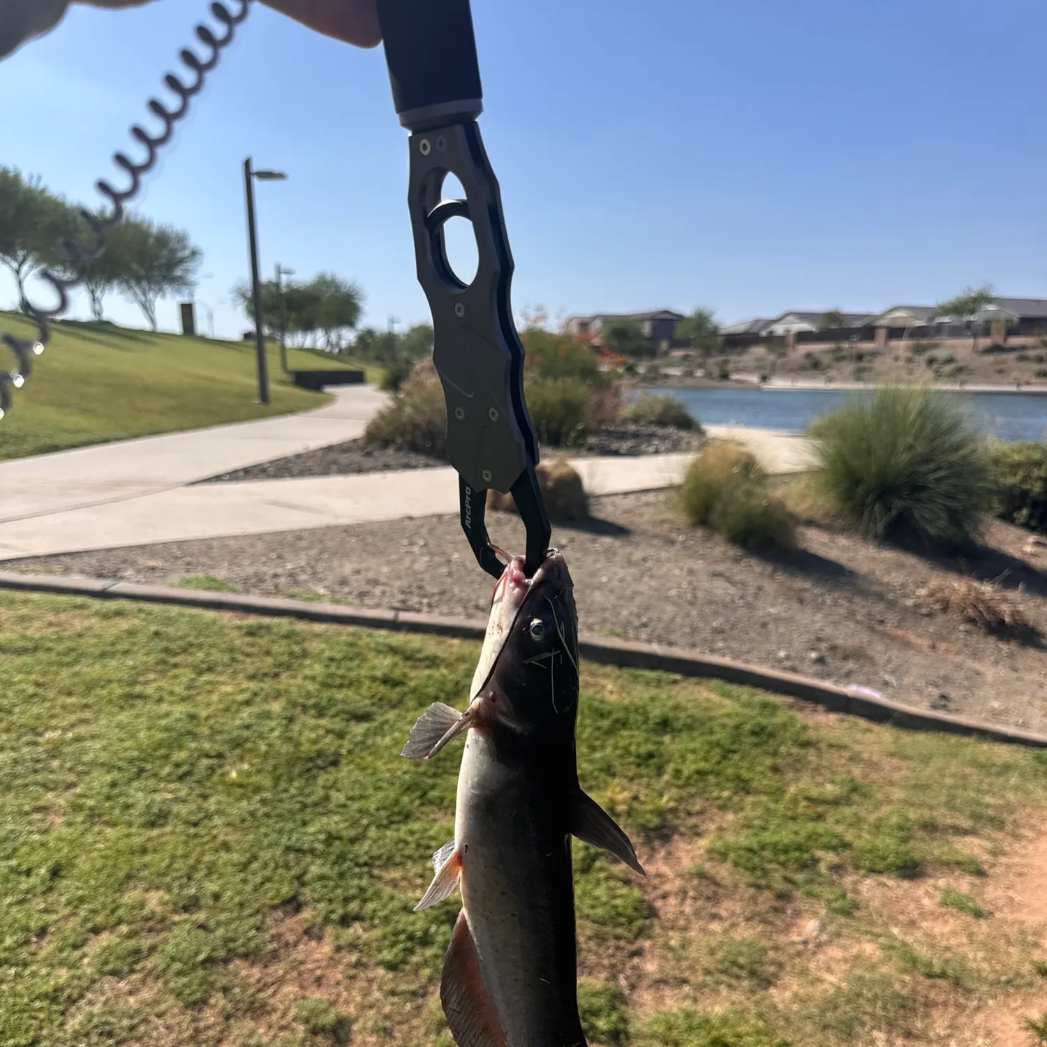 catch